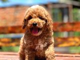 Irk ve Saglik Garantili Poodle Yavrularimiz