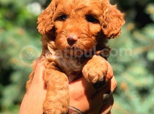 Toy Poodle Red Di̇şi̇