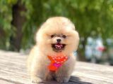 Ayi Surat Pomeranian Boo Bebekler