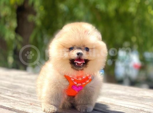 Ayi Surat Pomeranian Boo Bebekler görsel