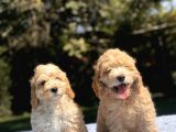 Di̇zayn Irk Malti̇poo Bebekler