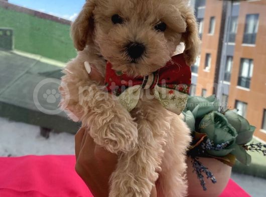 Mükemmel Kalitede Toypoodle Bebekler