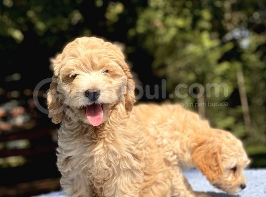 Di̇zayn Irk Malti̇poo Bebekler görsel