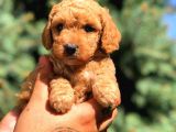 Red Toy Poodle Dişi