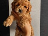 Karamelll Toypoodle In Bebekleri