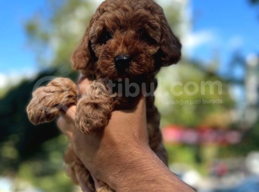 Orji̇nal Toy Poodle görsel