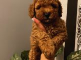 Sağlık Ve Irk Garantili Poodle Yavrularımız