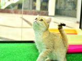 Kupa Düzeyi̇nde Ny11 Golden Bri̇ti̇sh Shorthai̇r Erkek