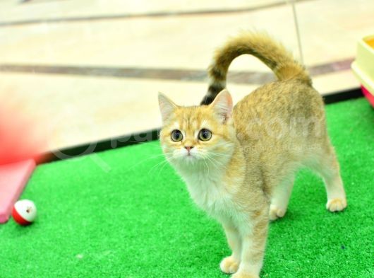 Kupa Düzeyi̇nde Ny11 Golden Bri̇ti̇sh Shorthai̇r Erkek görsel