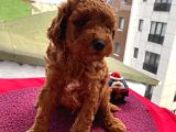 Karamelll Toypoodle In Bebekleri