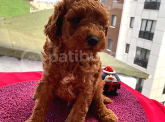 Karamelll Toypoodle In Bebekleri görsel