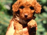 Toy Poodle Red Di̇şi̇