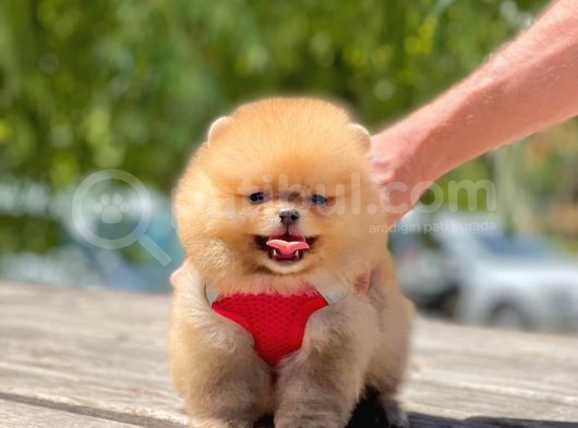 Ayi Surat Pomeranian Boo Bebekler