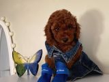 Sağlık Ve Irk Garantili Poodle Yavrularımız