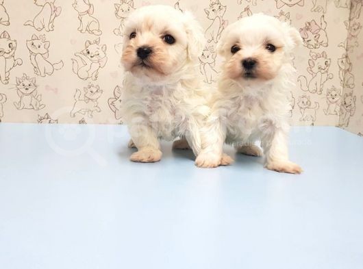 Mükemmel Kali̇tede Maltese Terri̇er Yavru görsel