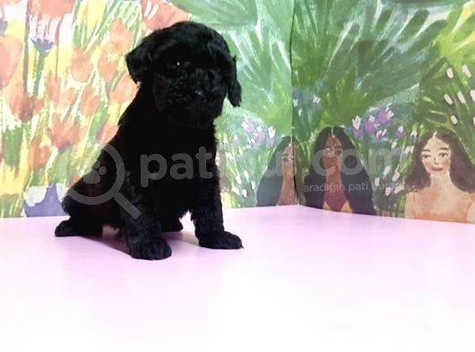 Toy Poodle Yavrusu görsel