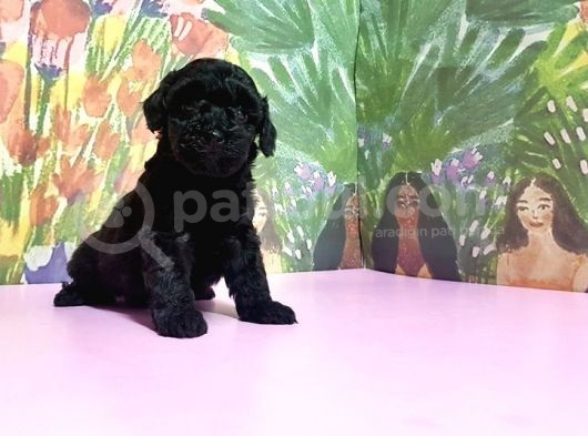 Toy Poodle Yavrusu görsel