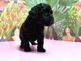 Toy Poodle Yavrusu