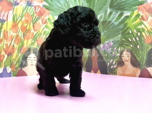Toy Poodle Yavrusu görsel