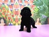 Toy Poodle Yavrusu