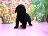 Toy Poodle Yavrusu