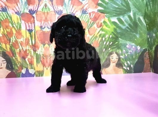 Toy Poodle Yavrusu görsel
