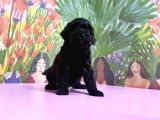 Toy Poodle Yavrusu
