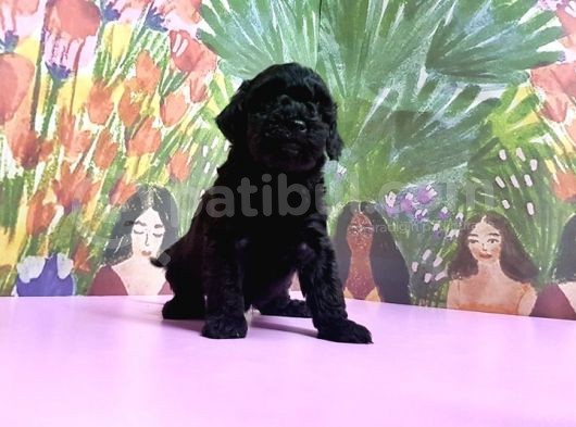 Toy Poodle Yavrusu görsel