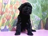 Toy Poodle Yavrusu