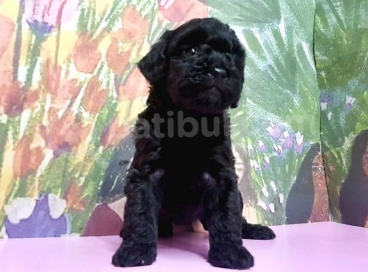 Toy Poodle Yavrusu görsel