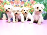 Beyaz Mi̇nyatür Schnauzer Yavrular
