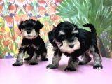 Resmi̇ Üreti̇ci̇den Mi̇nyatür Schnauzer Yavrular