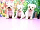 Beyaz Mi̇nyatür Schnauzer Yavrular