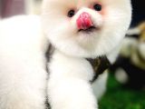 Ayı Surat pomeranian Boo Yavrularımız