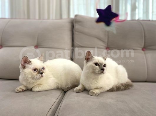 Blue Point British Shorthair Dişi Ve Erkek görsel