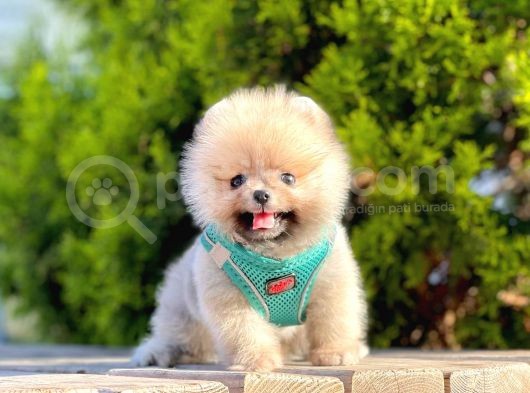 Safkan Teddy Bear Pomeranian Boo Yavrularımız görsel