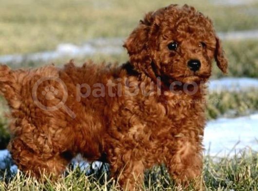 Aşili Karneli̇ Poodle Bebekler