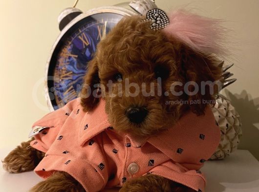 Ev Ortamında Büyüyen Toypoodle Bebekler görsel