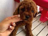 Ev Ortamında Büyüyen Toypoodle Bebekler