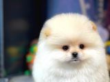 Ayı Surat Pomeranian Boo Yavrularımız