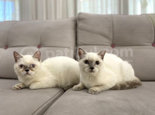 Blue Point British Shorthair Dişi Ve Erkek görsel