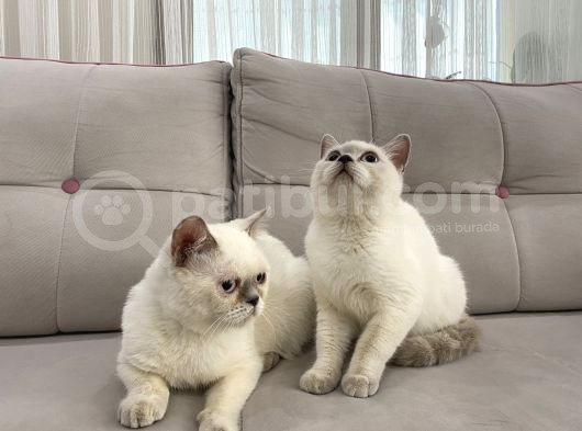 Blue Point British Shorthair Dişi Ve Erkek görsel
