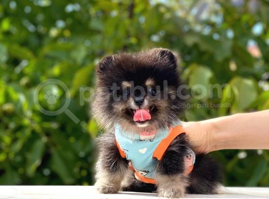 Party Color 2,5 Aylık Pomeranian Boo Yavrumuz görsel