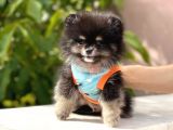 Party Color 2,5 Aylık Pomeranian Boo Yavrumuz