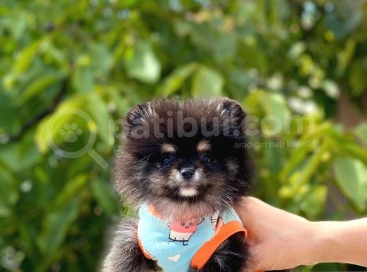 Party Color 2,5 Aylık Pomeranian Boo Yavrumuz