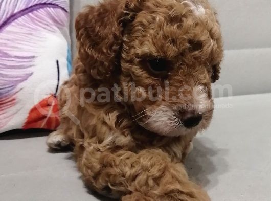 Anne Yanından Toy Poodle Yavrular görsel