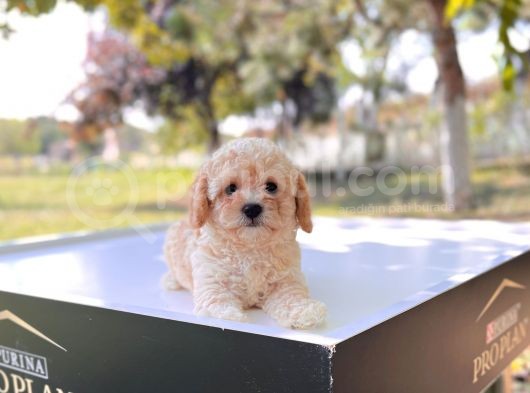 Anne Altından Maltipoo Yavrular görsel