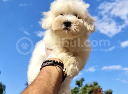 Safkan Maltese Yavrular