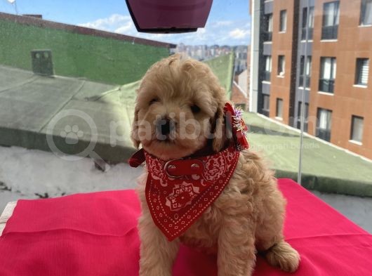 Ev Ortamında Büyüyen Toypoodle Bebekler görsel