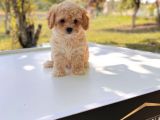 Anne Altından Maltipoo Yavrular